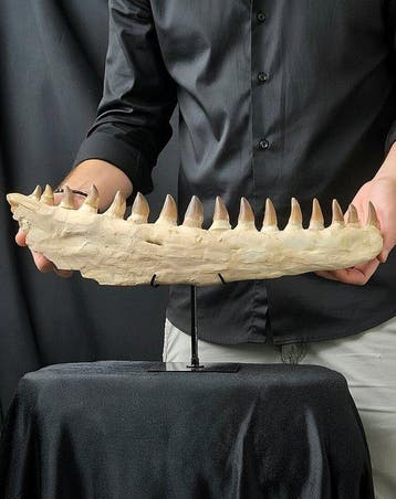 Mosasaurus - Fossiele tand - Mosasaur jaw from Morocco - 43