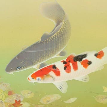 Nishikigoi (Colored Carp) Two Carp, Fallen Leaves Floating