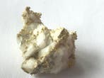 Kalgoorlie Reef Goldspecimen Goud nugget - Hoogte: 30 mm -