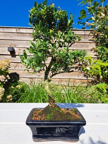 ilex bonsai (japanse hulst) - Hoogte (boom): 30 cm - Diepte