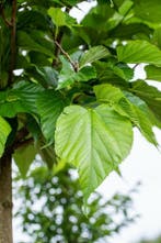Tilia cordata beveerd, Tuin en Terras