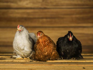 Mooie sierkippen | Ingeënt en gezonde kippen, goed advies, Dieren en Toebehoren, Pluimvee, Meerdere dieren, Kip