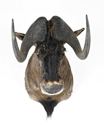 Gnoe Taxidermie volledige montage - Opgezette kop - 0 cm - 0, Nieuw