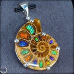 Zeer zeldzaam ammoniet & ammolit - fossielfragment 925, Verzamelen, Mineralen en Fossielen