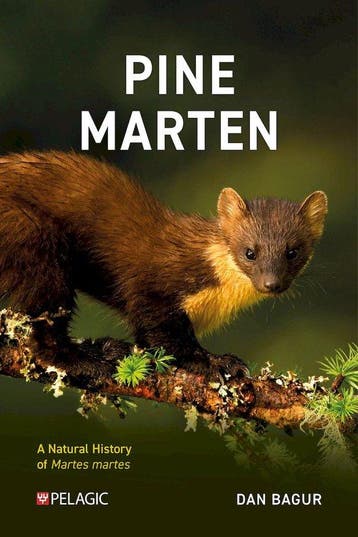 9781784274276 Pelagic Monographs- Pine Marten, Verzenden, Nieuw, Dan Bagur