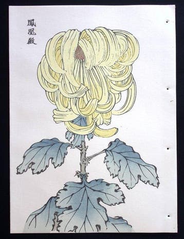 Phoenix Palace Chrystanthemum - Keika Hasegawa - Japan
