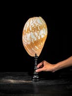 Melo amfoor schelp op een aangepaste standaard Zeeschelp -