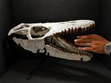 Mosasaurus - Fossiele schedel - Mosasaurus - 55 cm