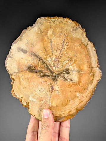 Gepolijste versteende houten schijf - Gefossiliseerd hout -