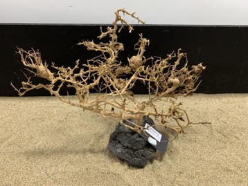 Osaka Bonsai Tree nr 12 - 45x30x30cm - aquascaping boom, Ophalen of Verzenden, Nieuw, Plant(en), Steen of Hout