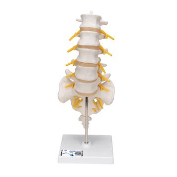 Anatomie model lumbale wervelkolom, 34 cm, Nieuw