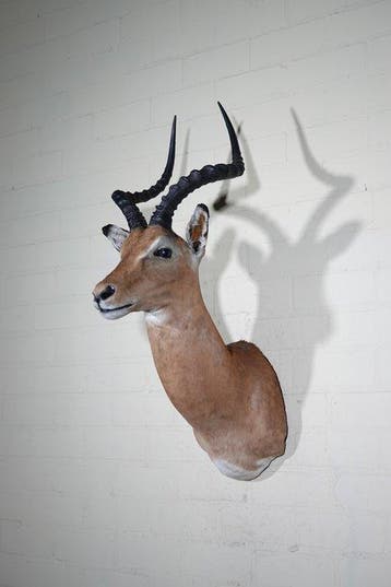 Impala Taxidermie wandmontage - Aepyceros melampus----NO, Nieuw