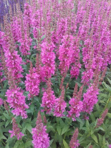 Lythrum salicaria Robert / Robin  kattenstaart, Ophalen of Verzenden, Zomer, Vaste plant, Volle zon