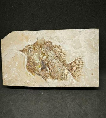 Fossiele matrix - Raro Picnodonte -Trewavasia Carinata - 155