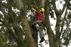 Beveiligd klimmend boom kappen - boom verzorging en rooien, Tuinonderhoud of Snoeiwerk