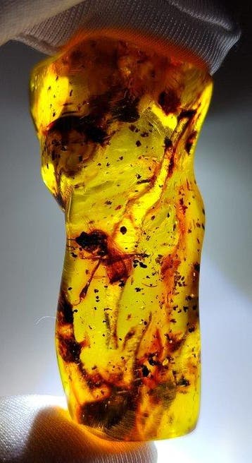 FOSSlL-AMAZING!! Dominicaans amber- 15.32 g