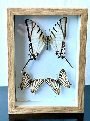 3 Exotische vlinders in moderne houten vitrine. Taxidermie, Nieuw