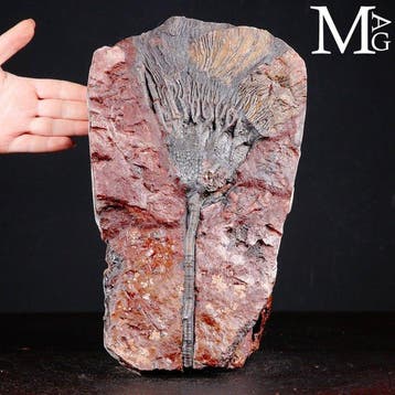 Crinoïde fossiel specimen op plaat - Scyphocrinites Elegans, Nieuw