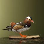 Mandarijneend Taxidermie Opgezette Dieren By Max, Ophalen of Verzenden, Nieuw, Vogel, Opgezet dier