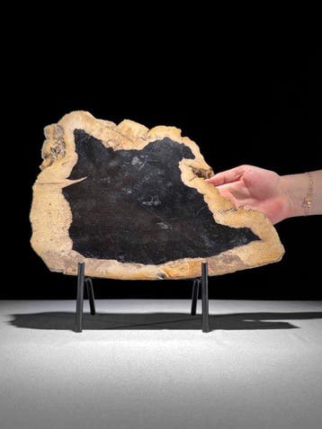 Prachtige plak versteend hout op een op maat gemaakte