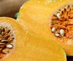 Butternut butterbaby f1 pmt kleinverpakking aanrader, Ophalen of Verzenden, Nieuw