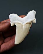 De Tanden Van De Haai 's. Megalodon, Groot, De Haai Van De Tijger
