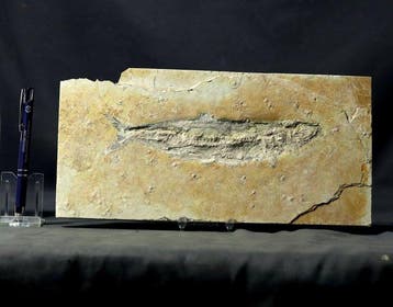 Een fraaie bewaarde fossiele vis uit Solnhofen-kalksteen -