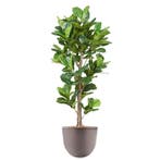 Ficus Lyrata kunstplant, H200cm, Ophalen of Verzenden, Overige soorten, 200 cm of meer