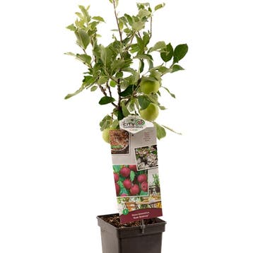 Appel Rode Boskoop container (P18) Roze, Wit, Verzenden