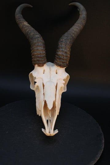 Springbok Schedel van een zoogdier - Antidorcas marsupialis