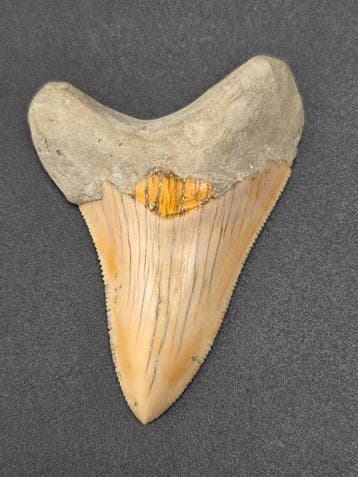 Megalodon - Fossiele tand - 6.4 cm (Zonder minimumprijs)