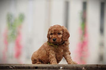 Cockapoo pups - Belgische fokker, Dieren en Toebehoren, Honden | Niet-rashonden, Parvo, België, 8 tot 15 weken, Meerdere