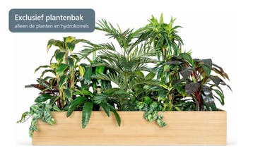 Kunstplantenpakket Oerwoud, voor plantenbak 160 cm, Ophalen of Verzenden, Palm, 150 tot 200 cm