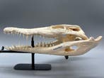 Nijlkrokodil Schedel van een reptiel - Crocodylus niloticus, Nieuw