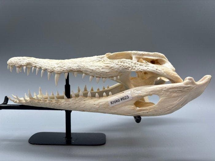 Nijlkrokodil Schedel van een reptiel - Crocodylus niloticus, Verzamelen, Dierenverzamelingen