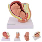 Anatomie model zwangerschap mini (40 weken), Nieuw