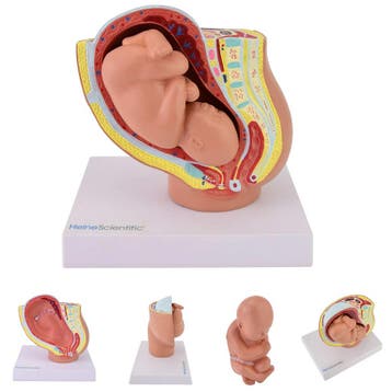 Anatomie model zwangerschap mini (40 weken), Nieuw
