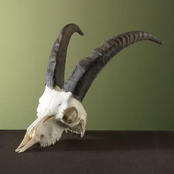 Steenbok Ibex Schedel Taxidermie Opgezette Dieren By Max, Ophalen of Verzenden, Nieuw, Wild dier, Opgezet dier