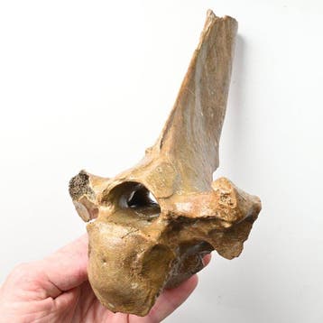 Wisent - Fossiel wervelbot - Bison priscus - 24.5 cm - 12.5, Verzamelen