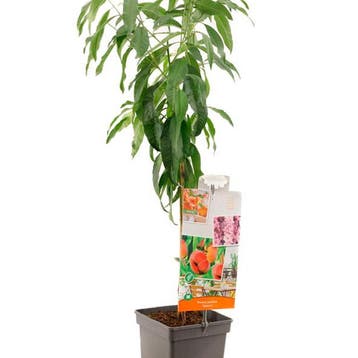 Perzik Saturnus container (P18) Roze, Wit, Verzenden