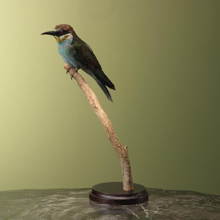 Europese Bijeneter Taxidermie Opgezette Dieren By Max, Verzamelen, Dierenverzamelingen, Opgezet dier, Nieuw, Vogel, Ophalen of Verzenden