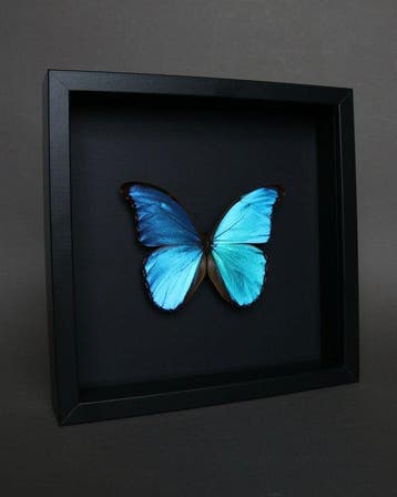 Vlinder Taxidermie volledige montage - Morpho didius - 23 cm