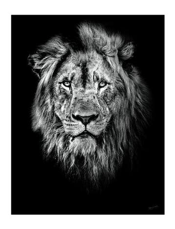 Jeffrey Van Daele - King of Shadows