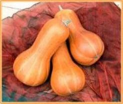 Beja Butternut - basiseenheid pompoenzaden, Ophalen of Verzenden, Nieuw