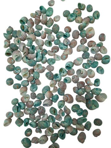 Pulla Muttai Schelpen Groen 500 gram, Ophalen of Verzenden, Nieuw