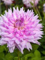 Dahlia Almands joy (paars-wit, Dahlia’s kopen?), Ophalen of Verzenden