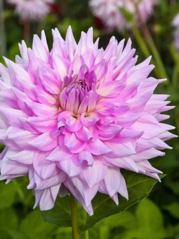 Dahlia Almands joy (paars-wit, Dahlia’s kopen?), Ophalen of Verzenden
