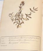 [Unknown] - 20th century Dutch Herbarium - 1910-1915