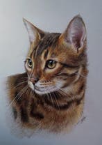 Yevhen Karpenko - Bengal