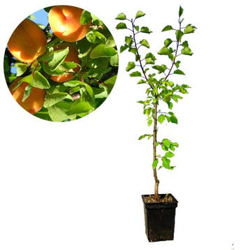 abrikoos Prunus armeniaca Diamant + Pot 23cm, Tuin en Terras, Planten | Fruitbomen, Verzenden, Volle zon